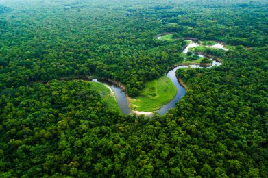 Google Trends Agora Traz Dados Em Tempo Real Sobre Meio Ambiente E Amazônia