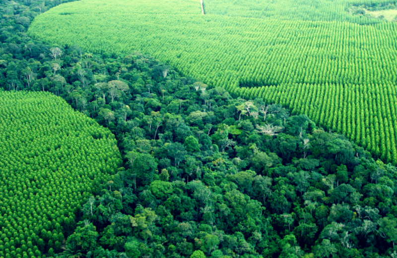 Importância dos Corredores Ecológicos para a Preservação da Biodiversidade e Sustentabilidade Ambiental